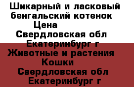 Шикарный и ласковый бенгальский котенок › Цена ­ 15 000 - Свердловская обл., Екатеринбург г. Животные и растения » Кошки   . Свердловская обл.,Екатеринбург г.